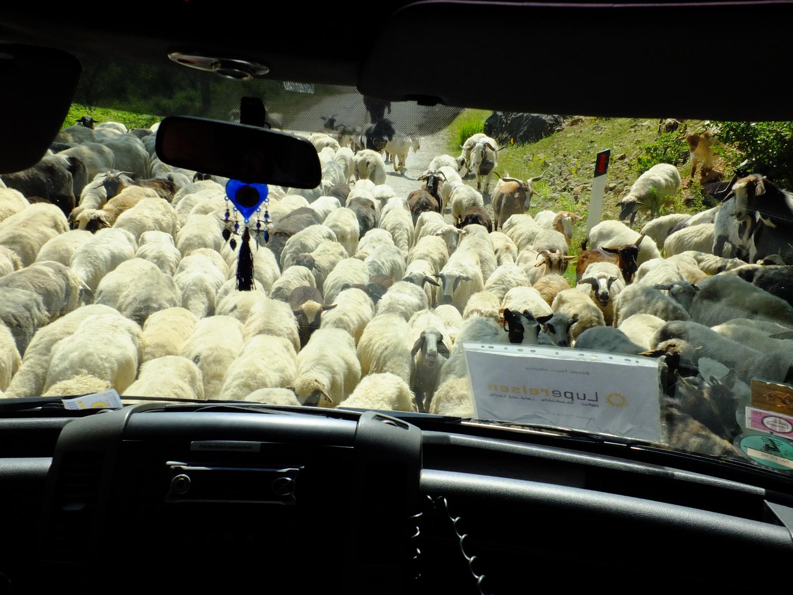 Begegnung mit einer Schafherde - Lupe Reisen