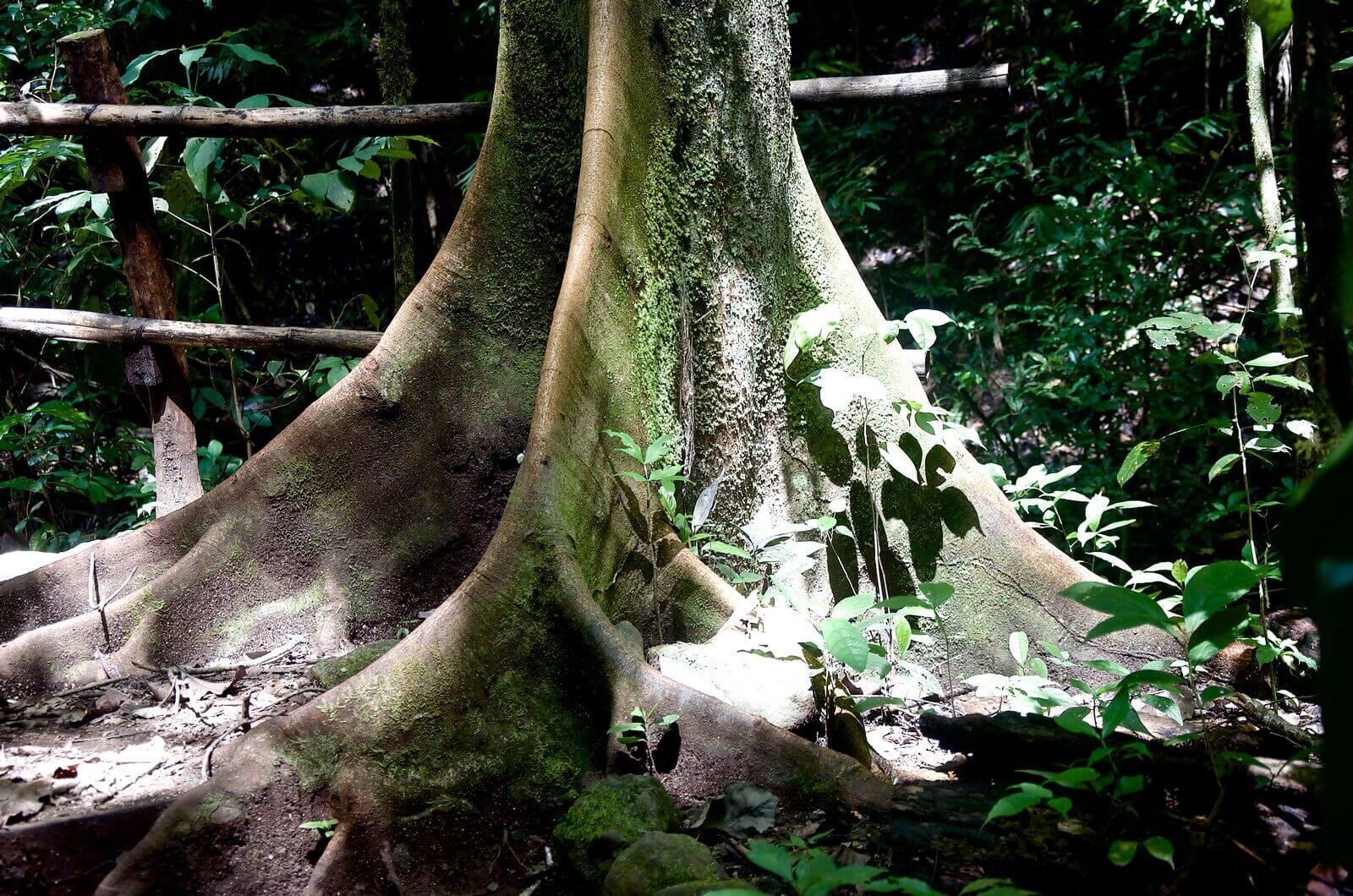 Ein Baum mit Brettwurzeln im Regenwald Monte Alte - Lupe Reisen