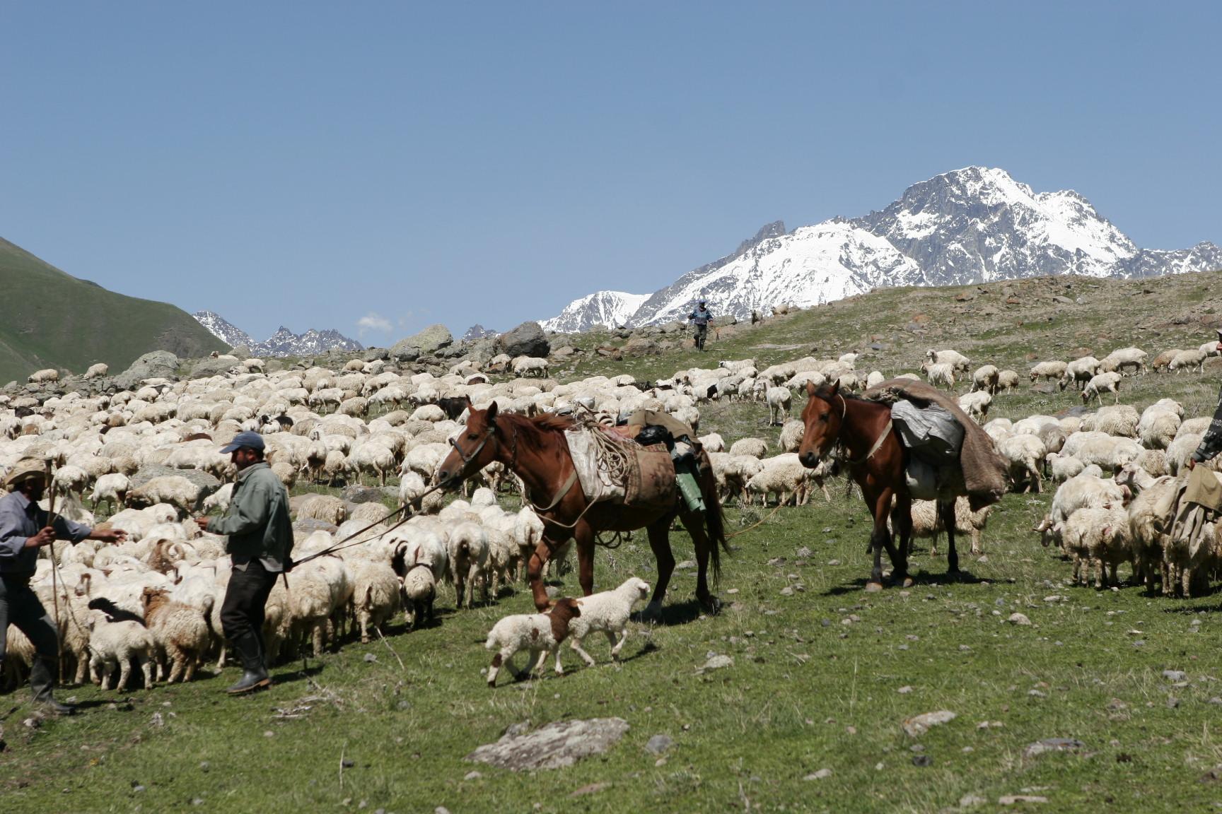 Schafsherde am Keuzpass - Lupe Reisen
