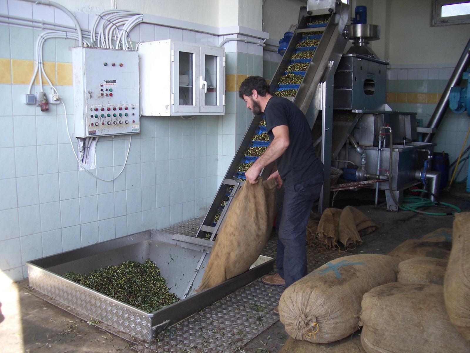 Kennenlernen der modernen Olivenlproduktion - Lupe Reisen