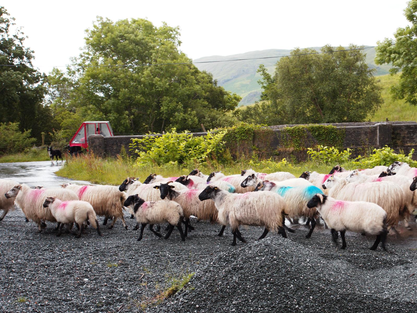 Schafe sind allgegenwrtig in Irland - Lupe Reisen