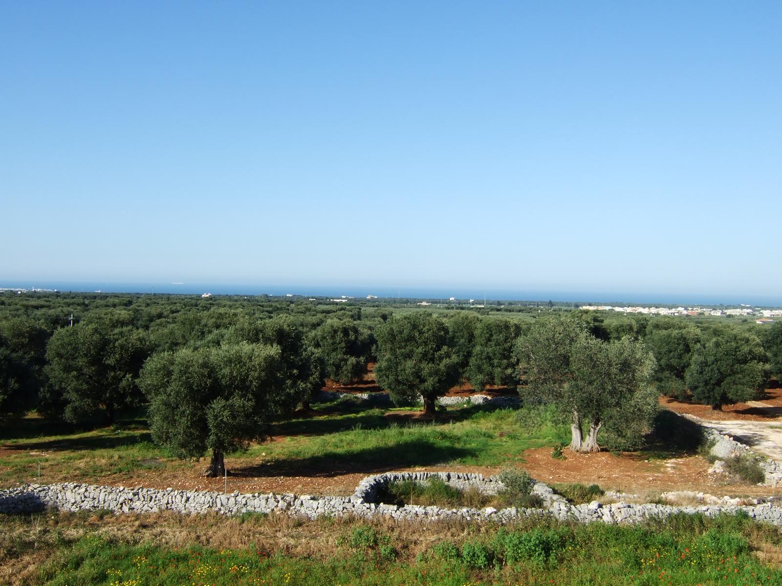 Panoramablick auf die Olivenbume - Lupe Reisen