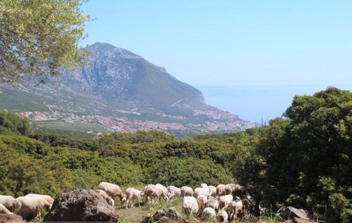 Kleine Schafsherden kreuzen unseren Weg im Osten der Insel - Lupe Reisen