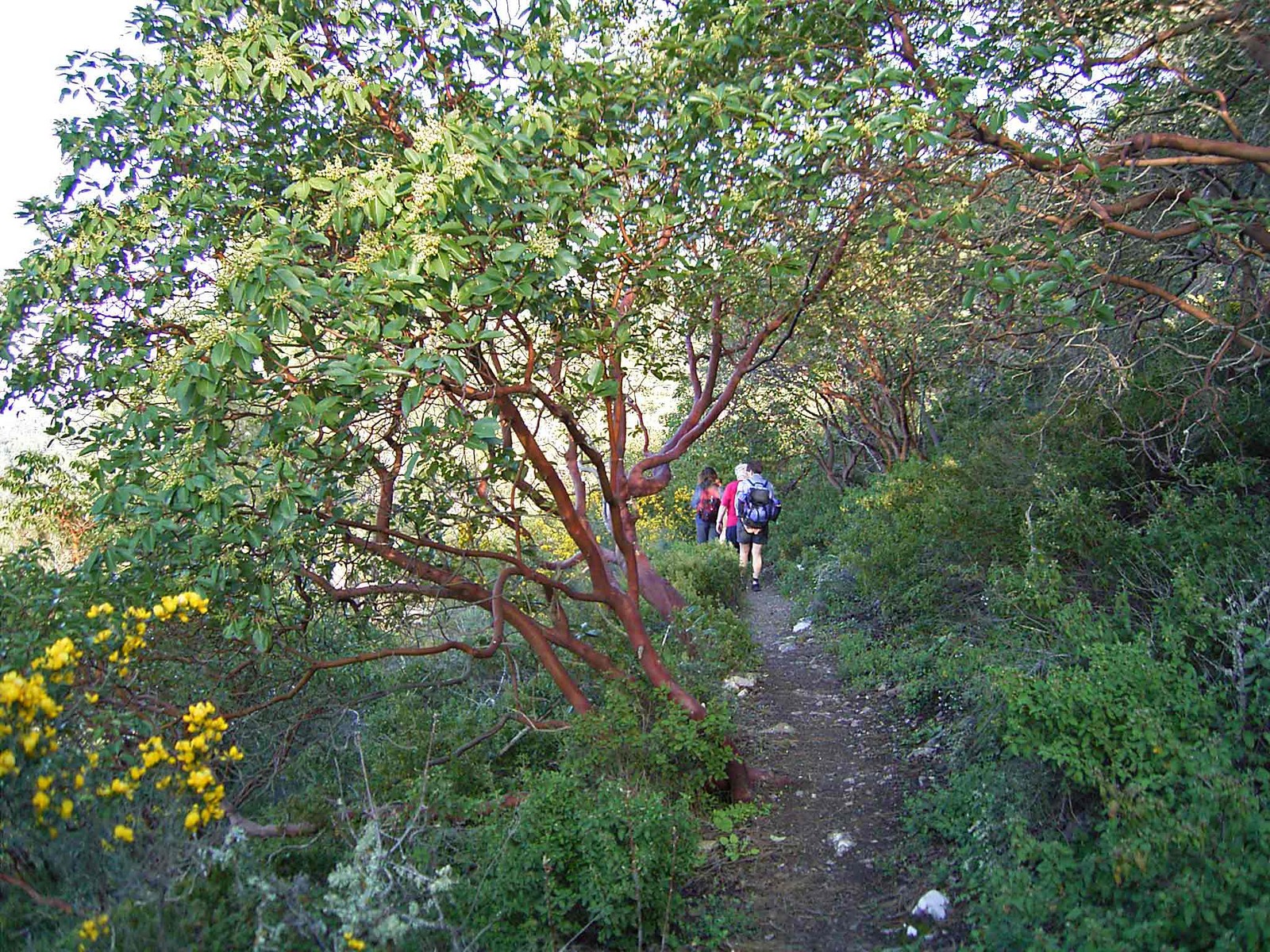 Wanderung durch den Erdbeerbaum-Wald - Lupe Reisen