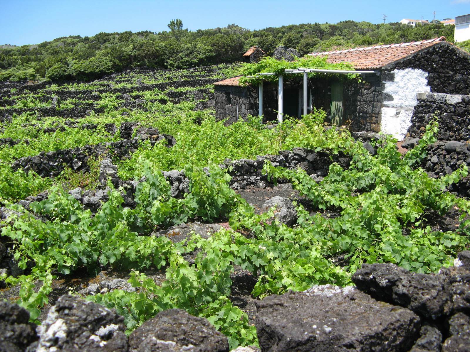 Foto: Weinbau auf Vulkangestein auf Pico - Lupe Reisen