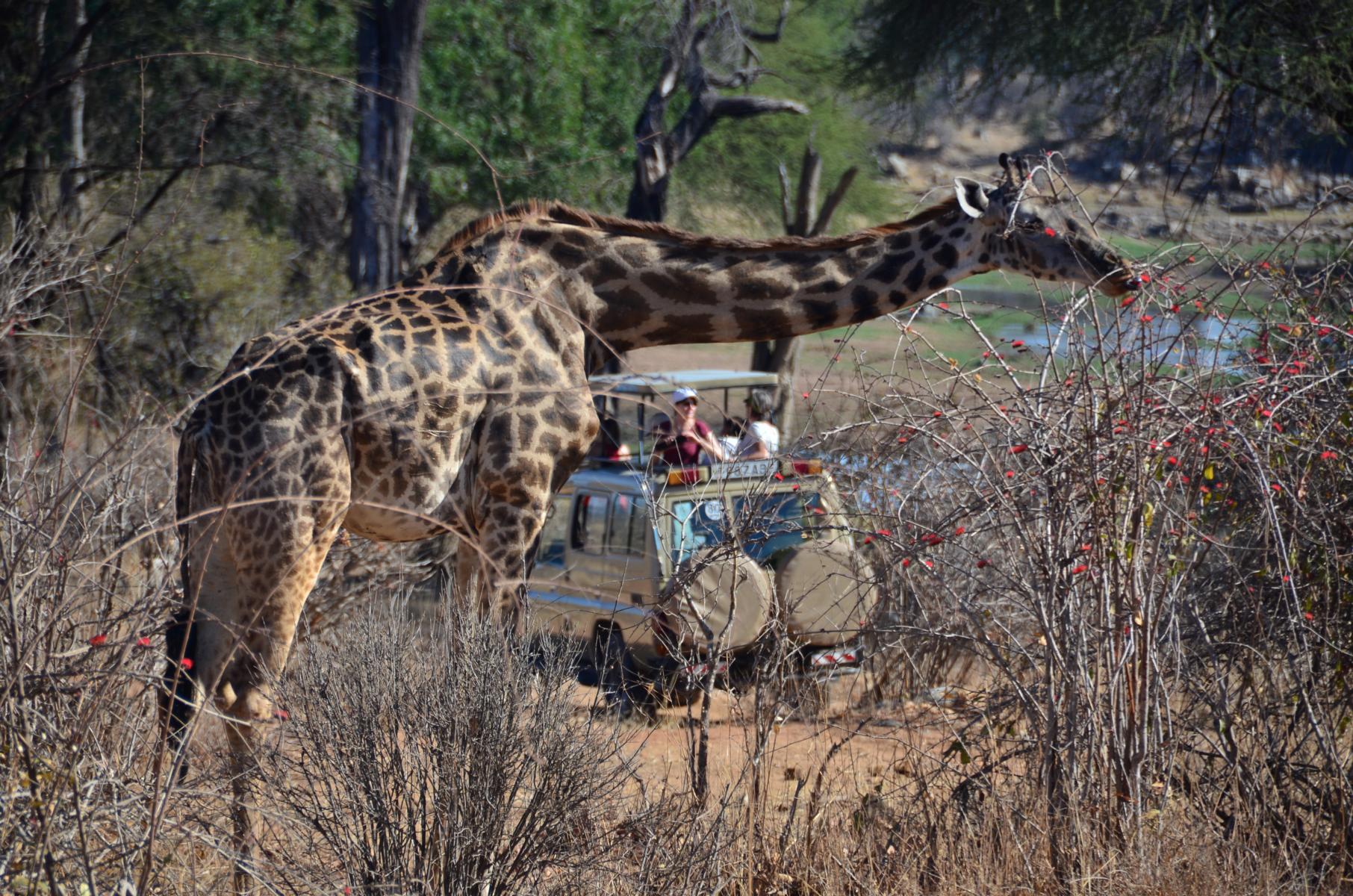Auf Safari finden immer wieder spannende Begegnungen statt - Lupe Reisen