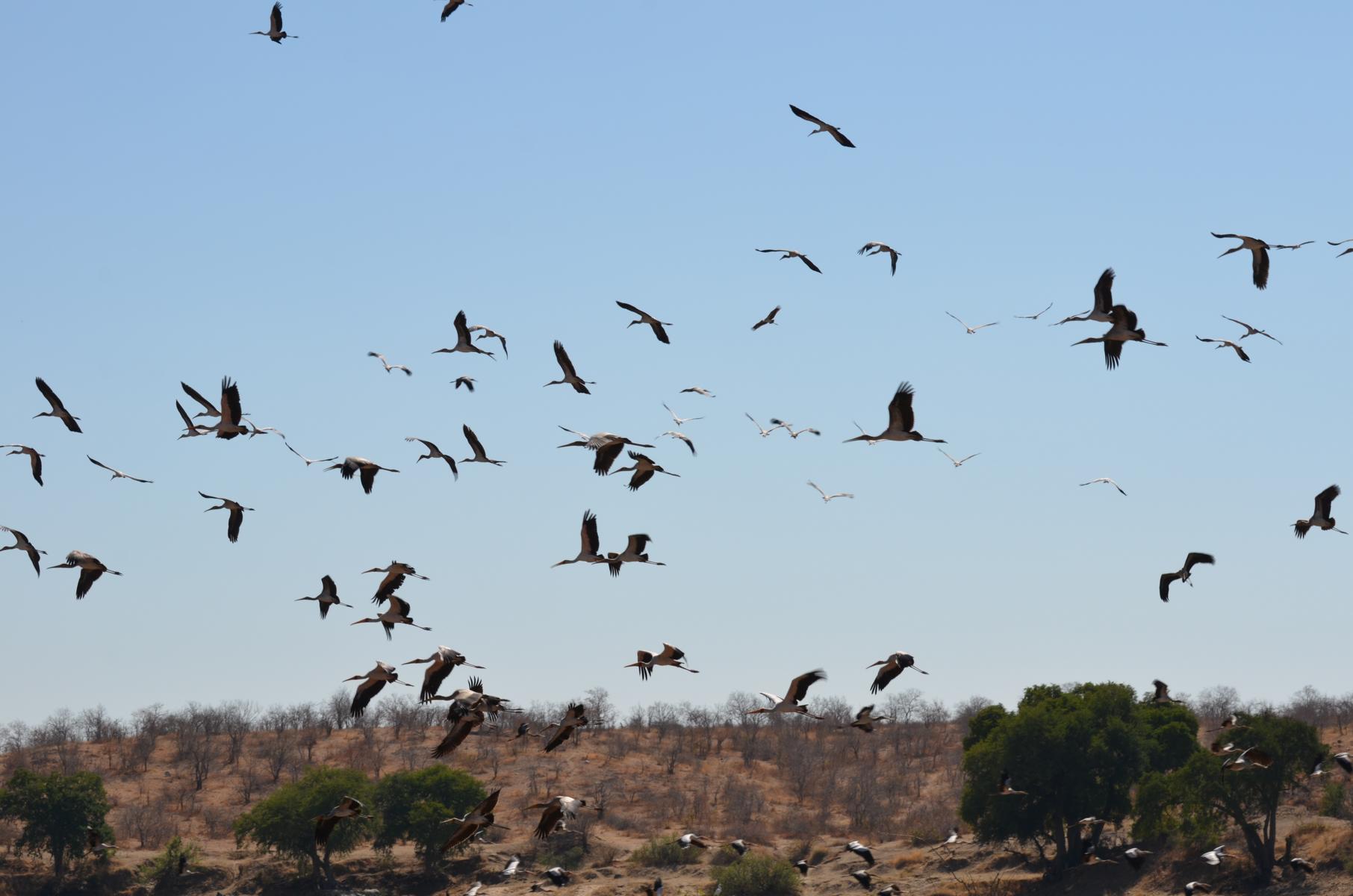 Vogelschwarm im Nationalpark - Lupe Reisen