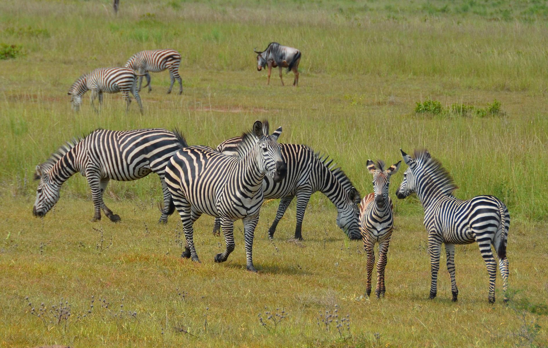 Zebras im Mikumi Nationalpark - Lupe Reisen
